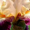 Pink and Purple Iris