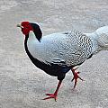 Silver Pheasant