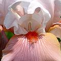 White and Pink Iris