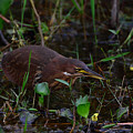 Cinnamon Bittern