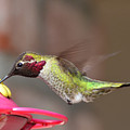 Anna's Hummingbird