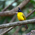 Black-crested Bulbul