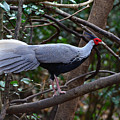 Kalij Pheasant