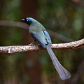 Racket-tailed Treepie